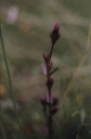 Název souboru=Gentianella_lutea1-1024.jpg
Velikost souboru=98KB
Rozměry=679x1024
Datum přidání=10. Listopad 2010 Gentianella_lutea1-1024.jpg