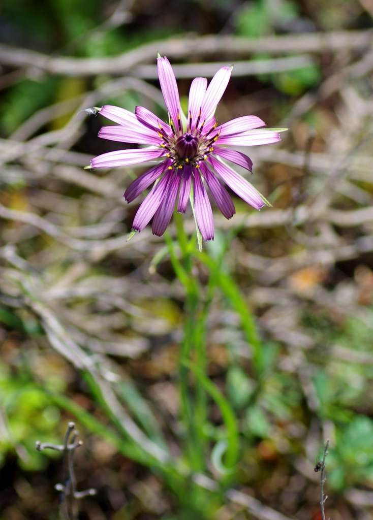 IMGP2738-1024.jpg