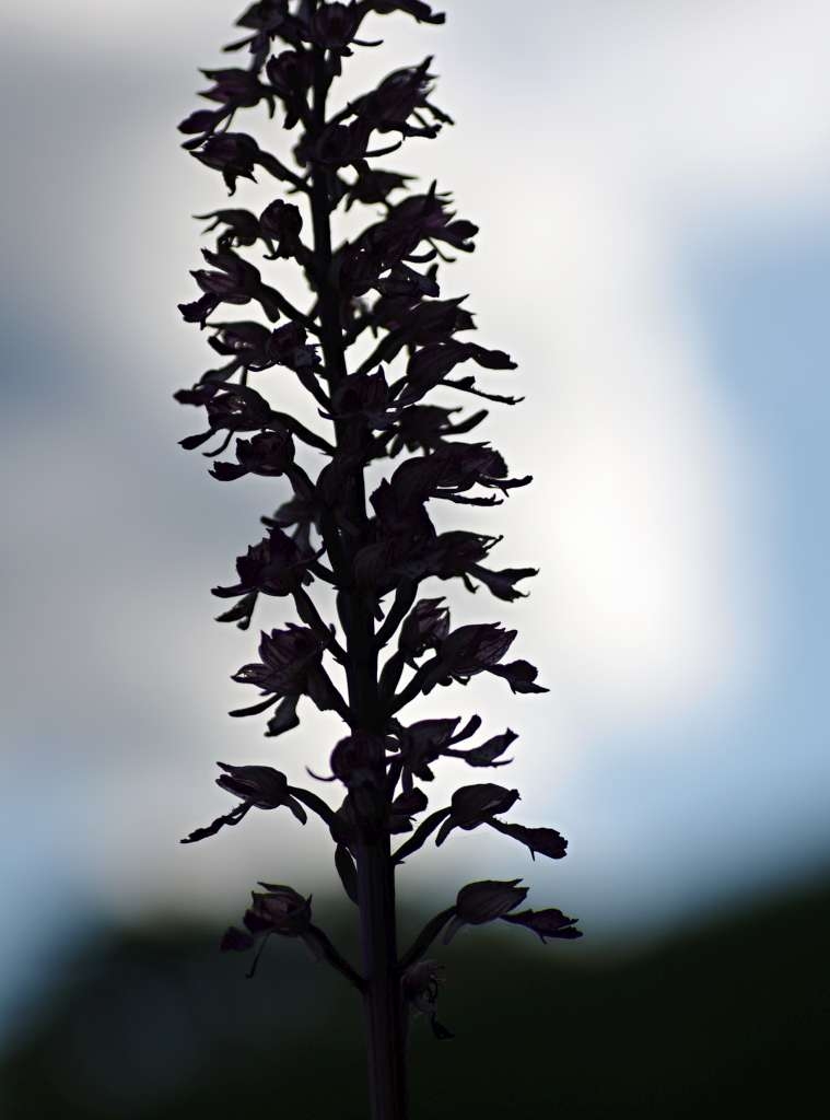 IMGP4074-1024.jpg