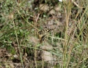 IMGP4285-1024.jpg