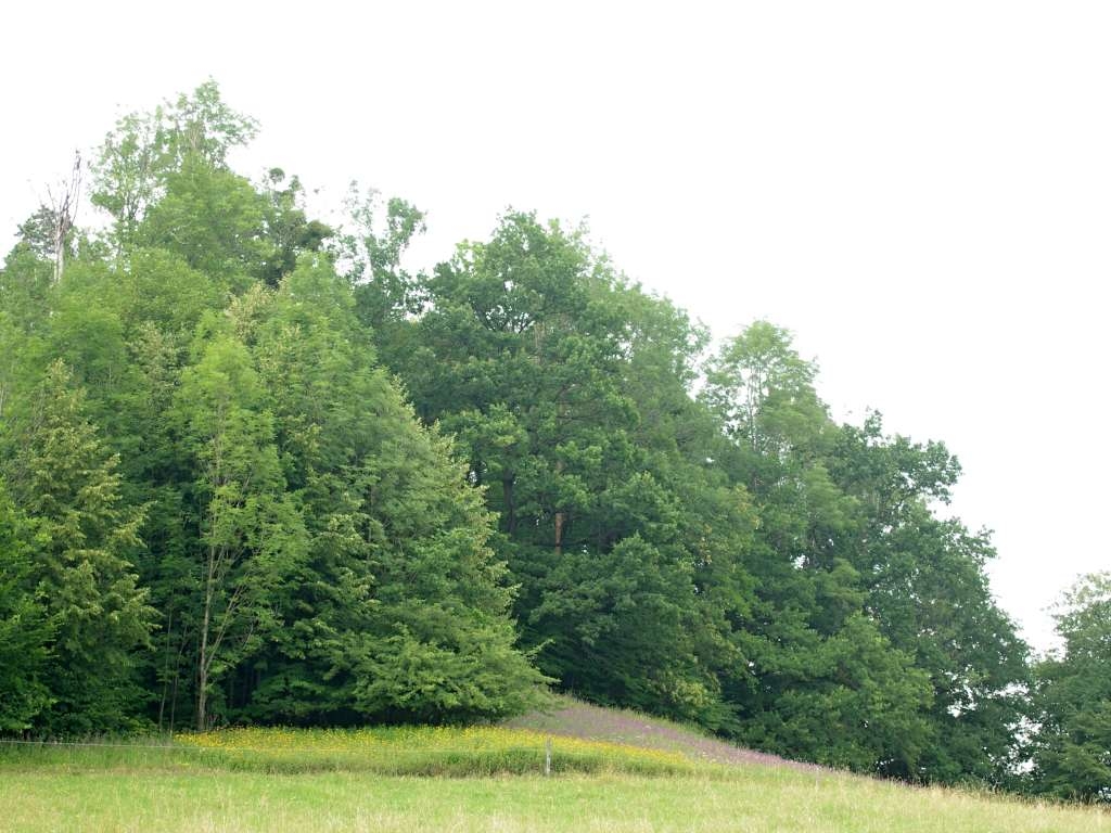 IMGP6225-1024.jpg