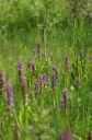 IMGP5340-1024.jpg