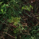 Název souboru=IMGP3997-1024.jpg
Velikost souboru=157KB
Rozměry=1024x1024
Datum přidání=28. Listopad 2025 IMGP3997-1024.jpg