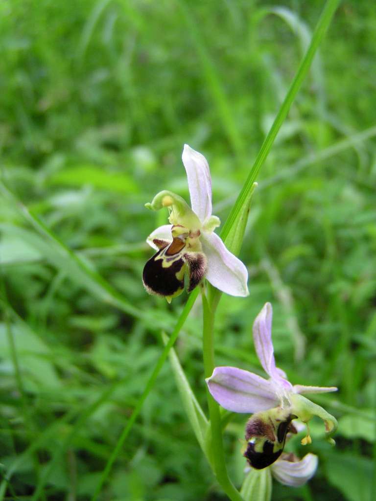 Toříč včelonosný
