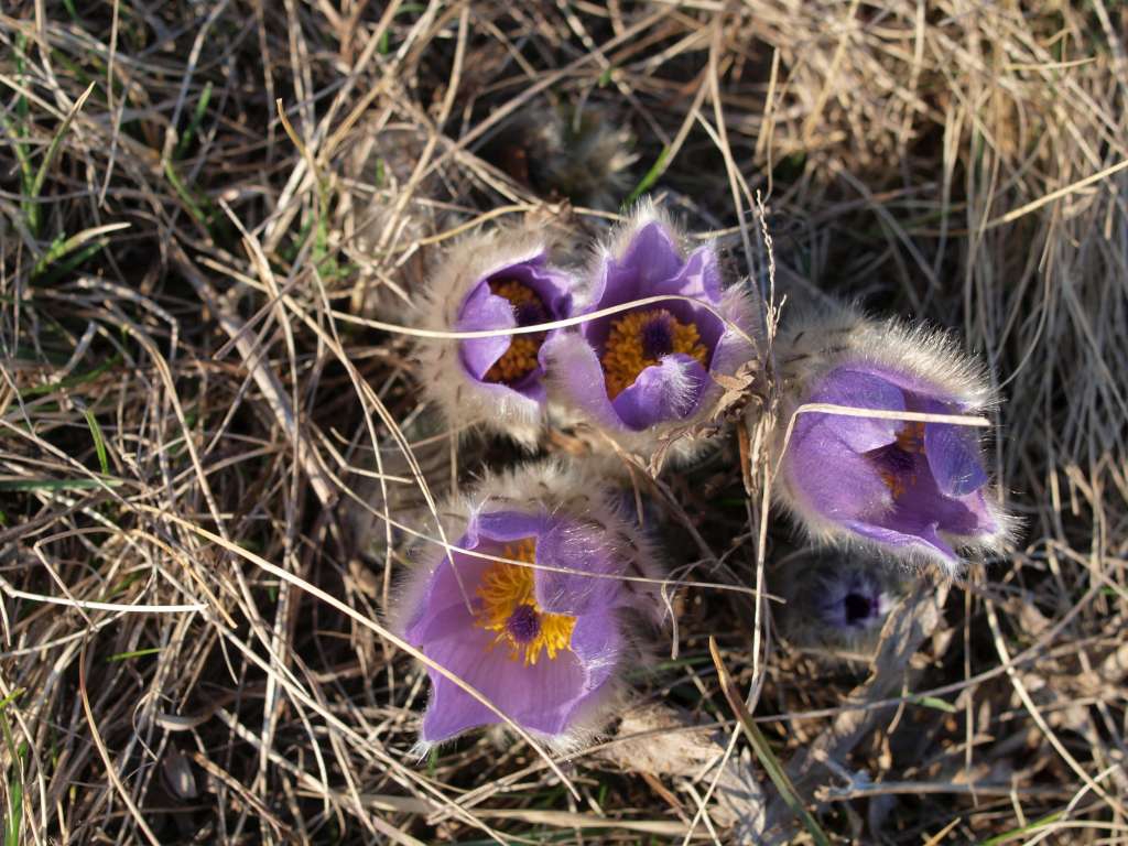 Koniklec velkokvětý
