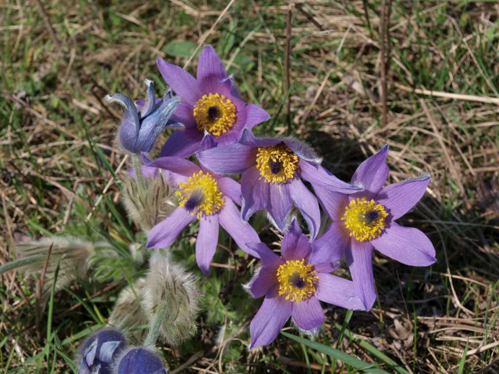 Koniklec velkokvětý
