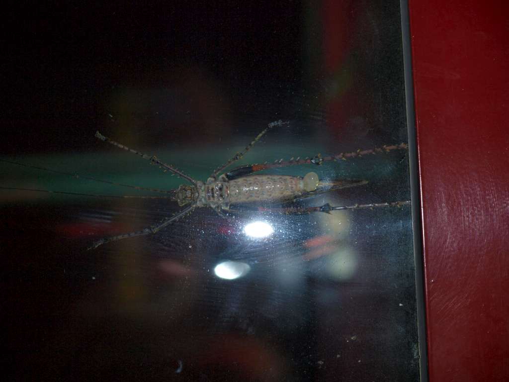 20100921_022131_Zbynek_P9216867-1024.jpg
