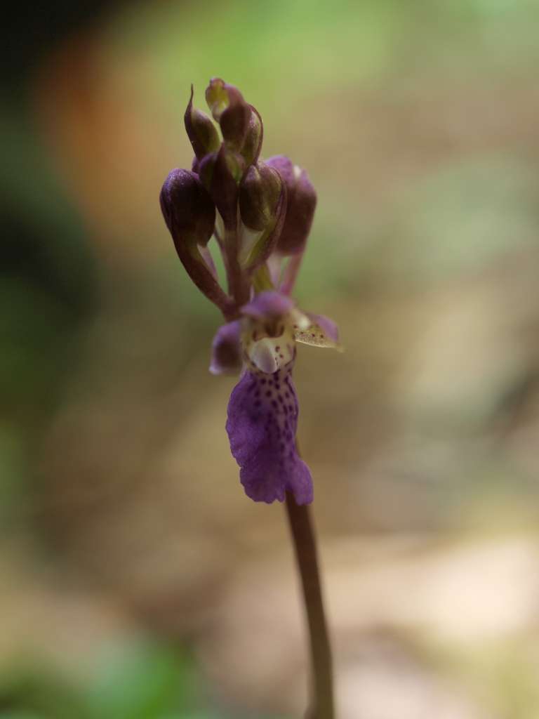Vstavač Spietzelův
