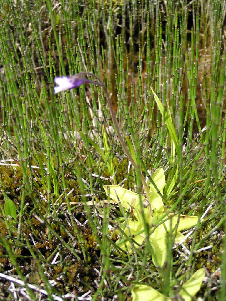 Tučnice obecná moravská

