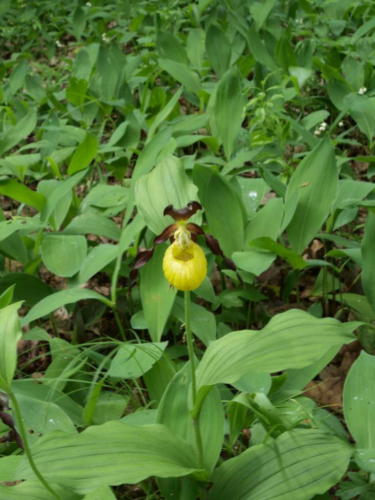 Střevíčník pantoflíček
