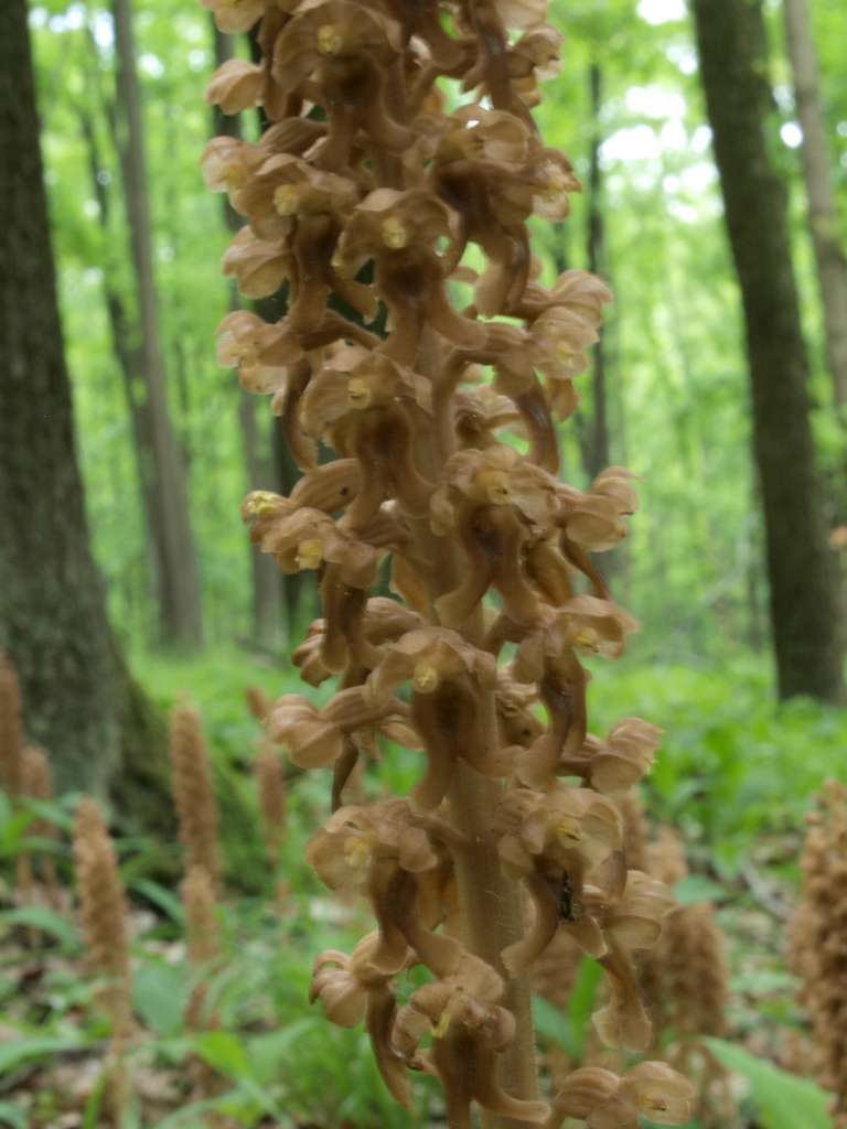 Hlístník hnízdák
