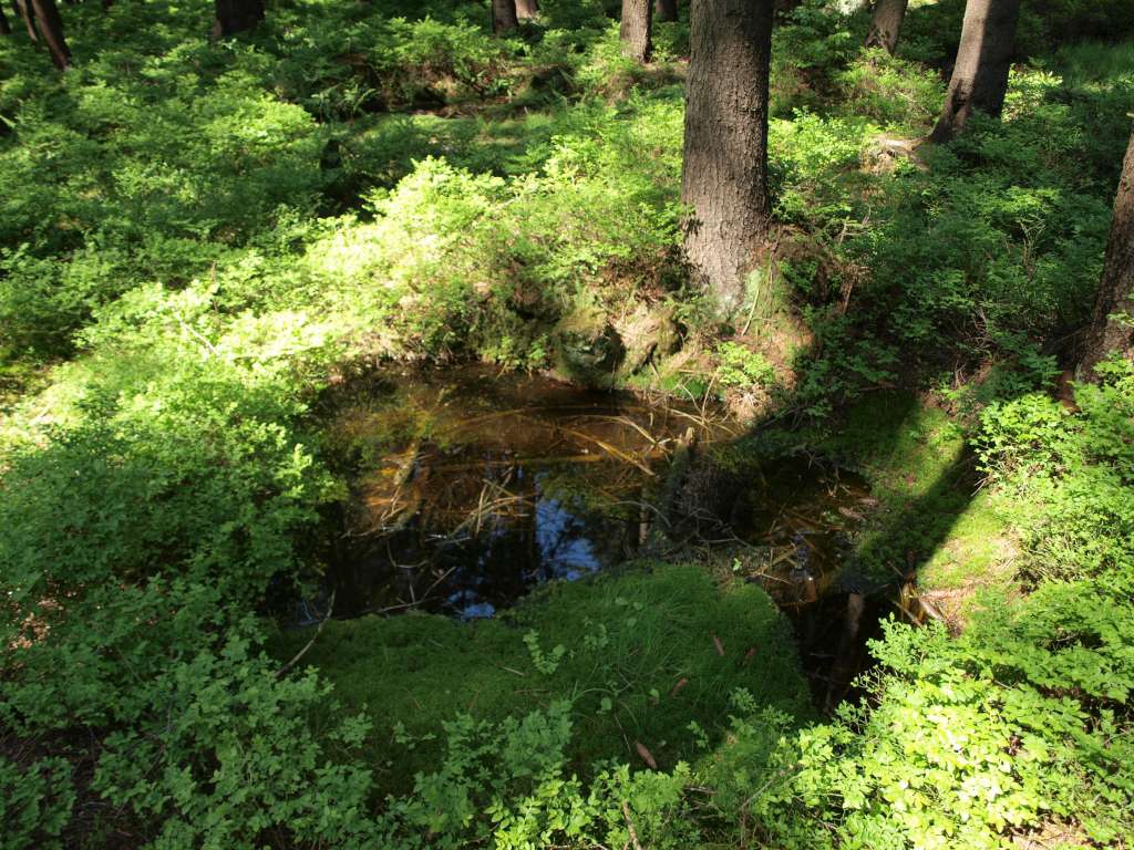 Rašelinné jezírko Podolanky
