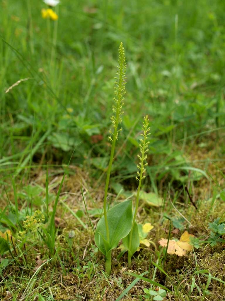 Měkčilka jednolistá
