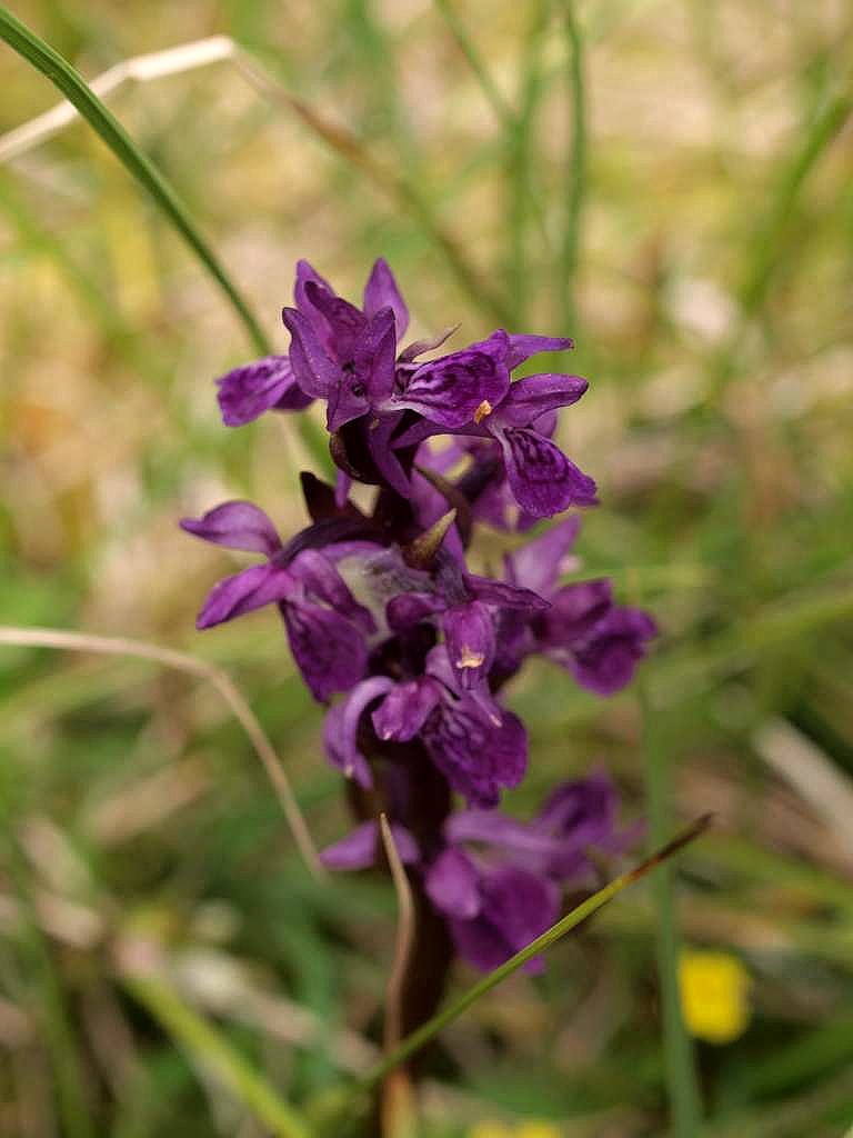 Prstnatec májový rašelinný
