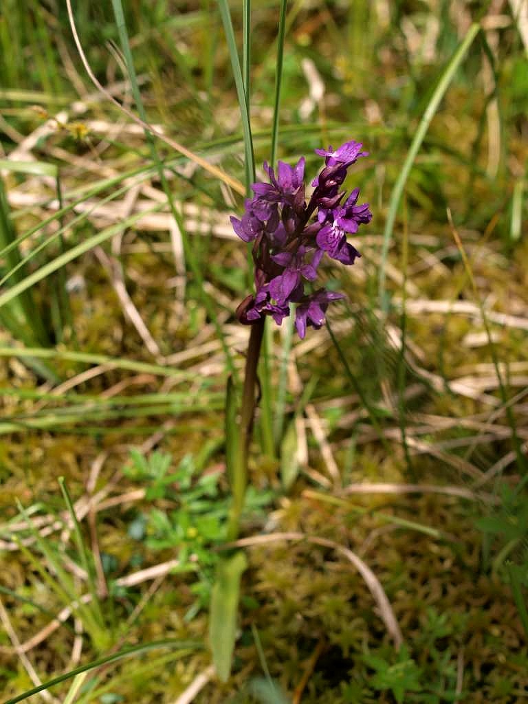 Prstnatec májový rašelinný
