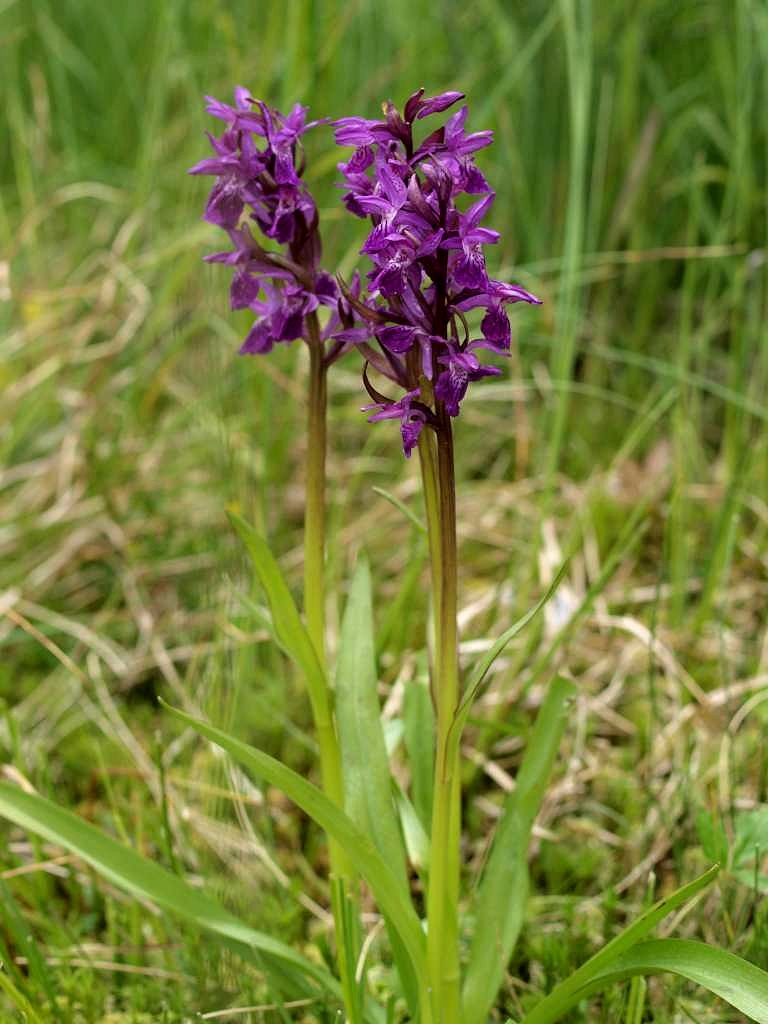 Prstnatec májový rašelinný
