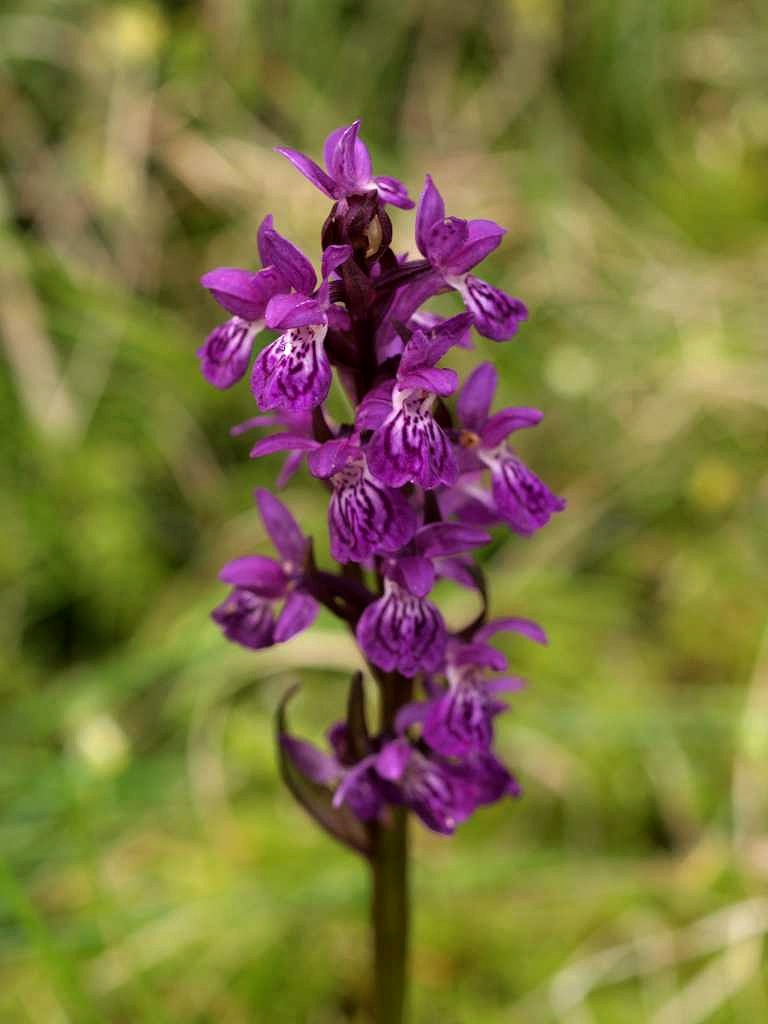 Prstnatec májový rašelinný
