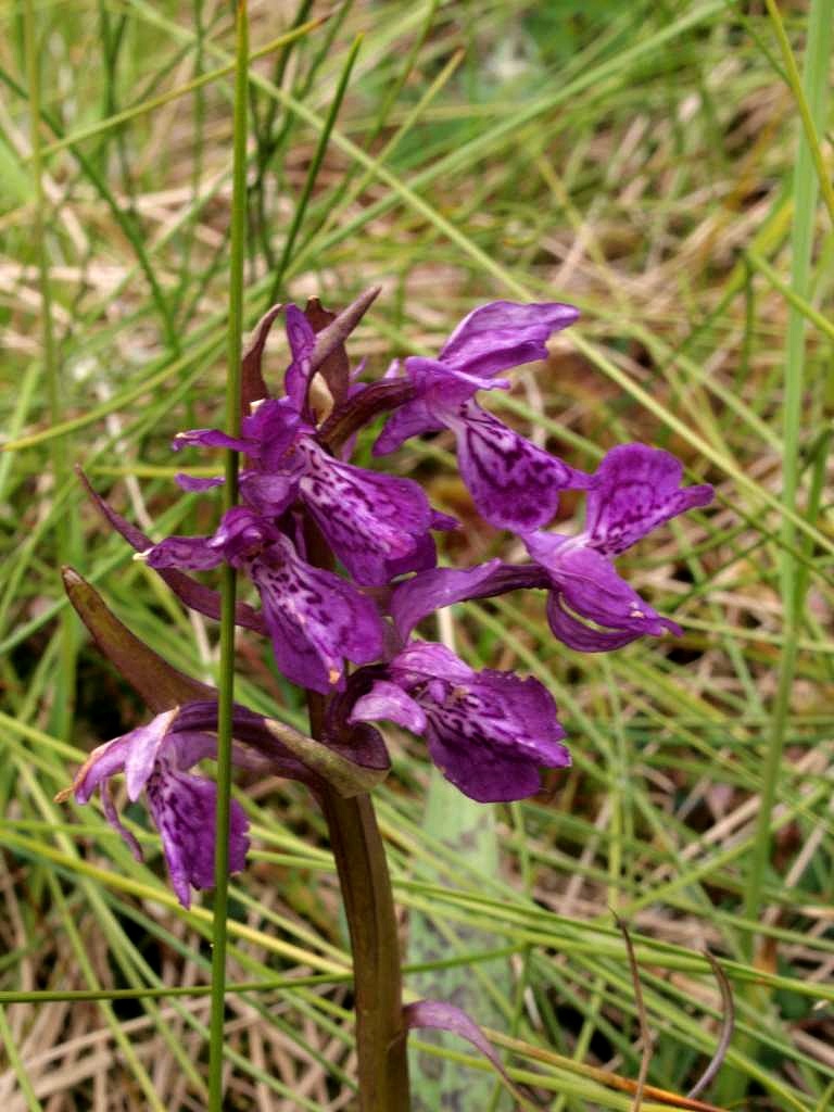 Prstnatec májový rašelinný
