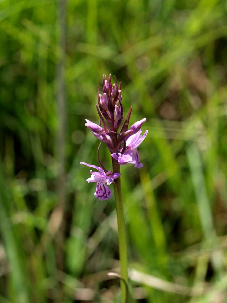 Prstnatec x Procházkův
