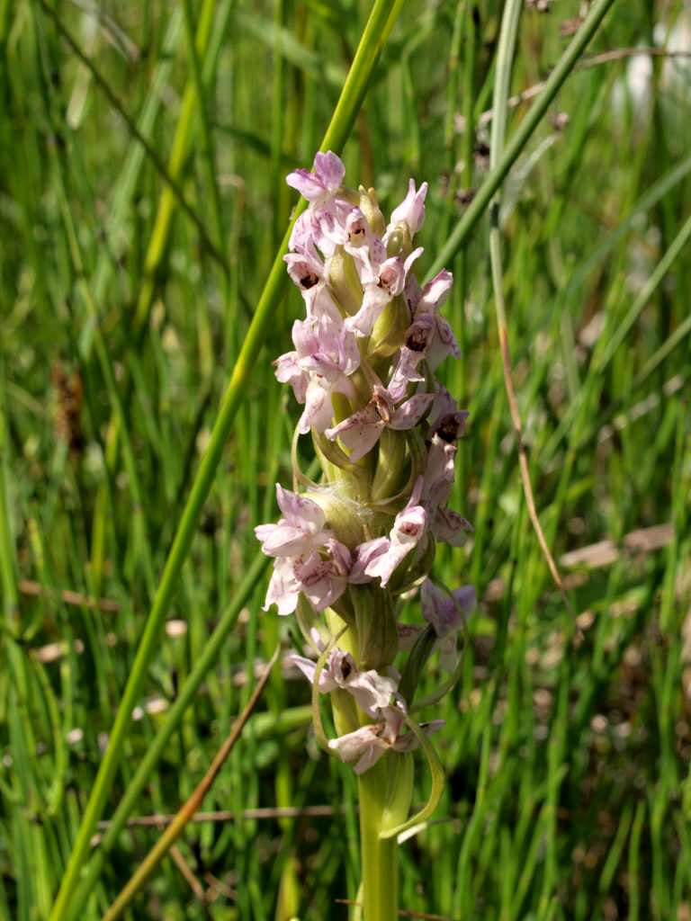 Prstnatec pletní pozdní
