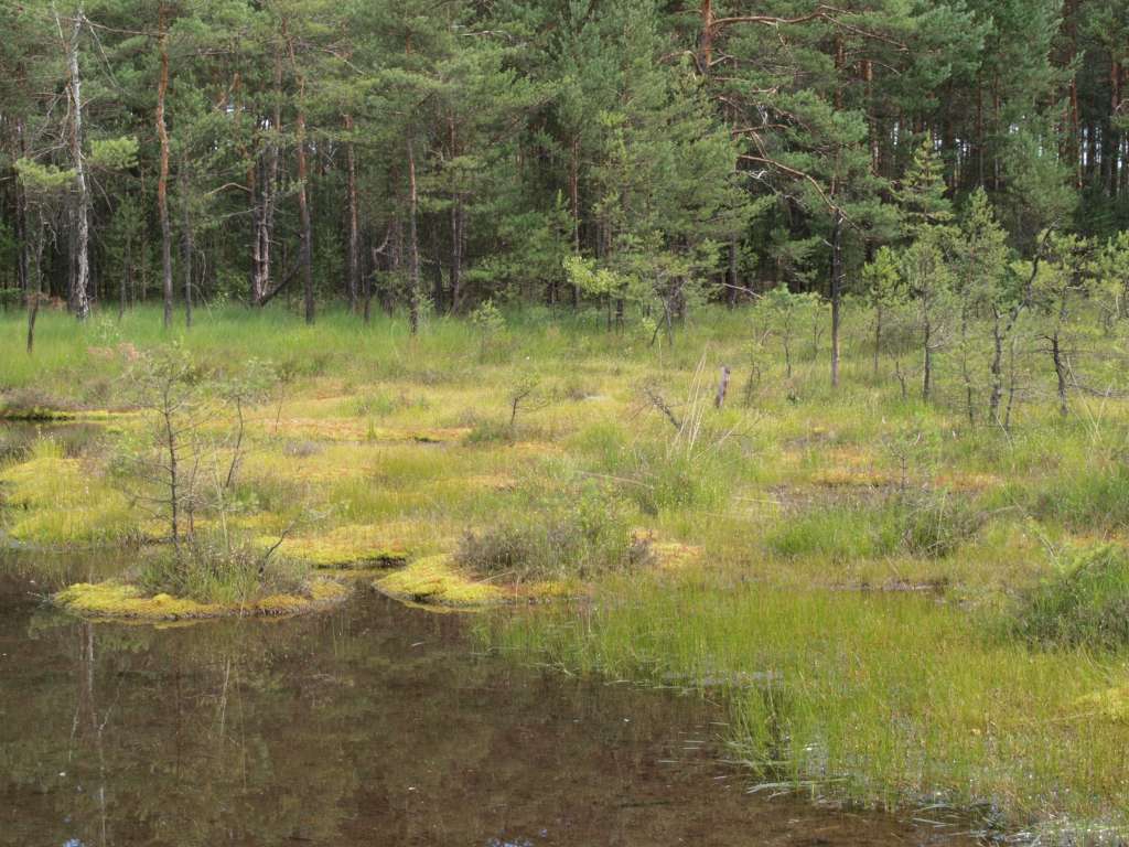 Rosnatka okrouholistá
