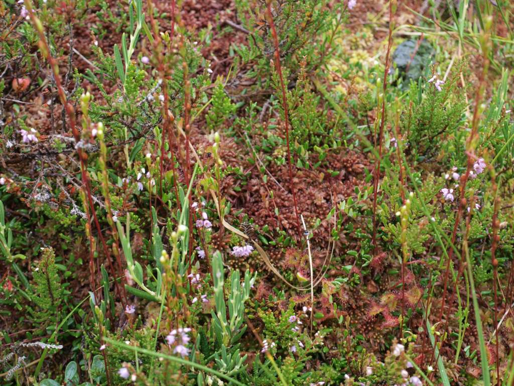 Rosnatka okrouholistá
