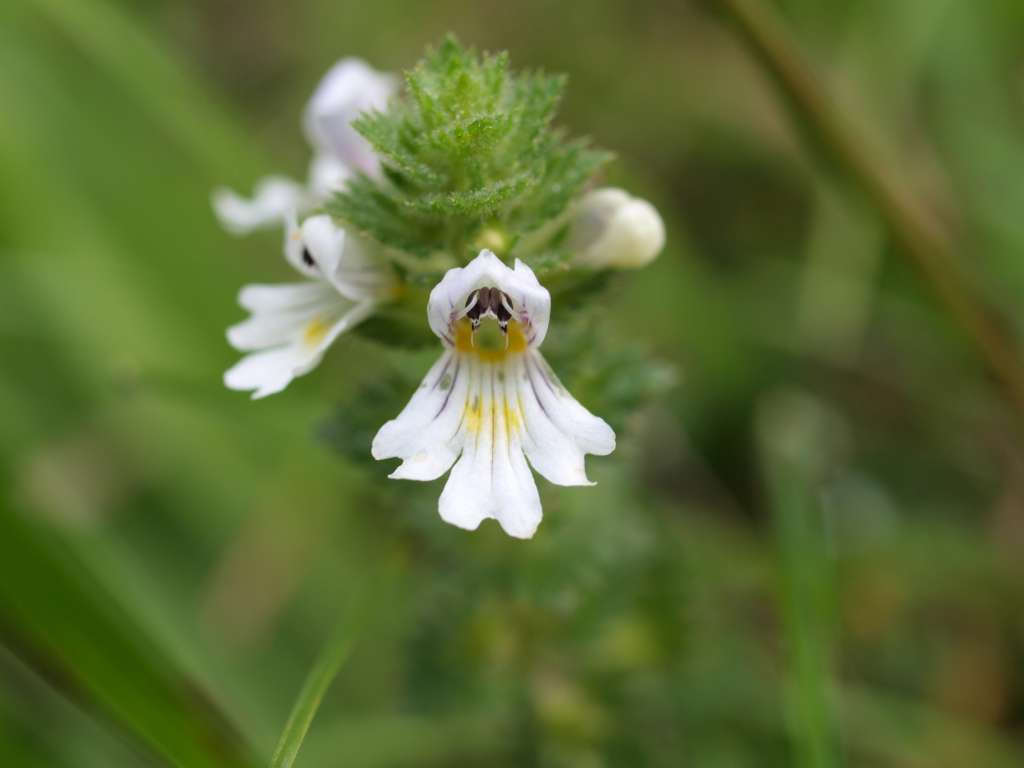 Světlík lékařský
